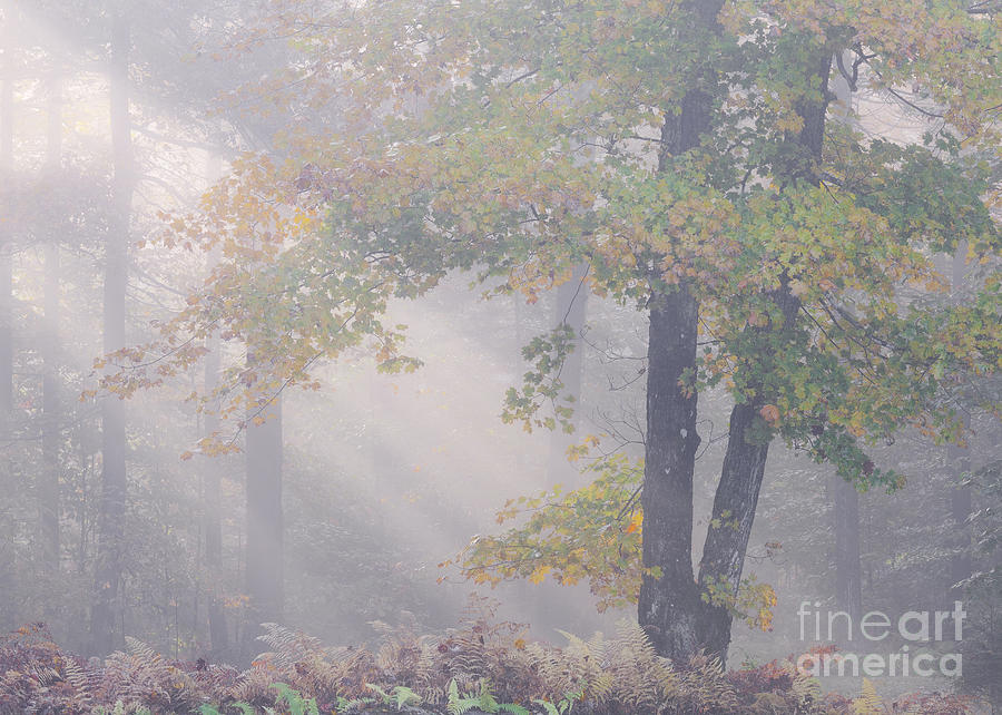 September Woodland Mist Photograph by Alan L Graham