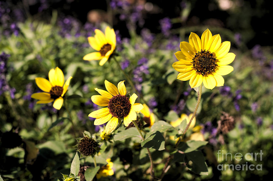 Flower Photograph - September Yellow by Gary Richards