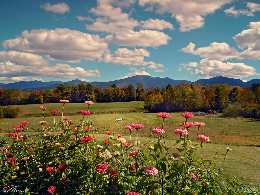September at Sugarhill New Hampshire Photograph by Nancy Griswold