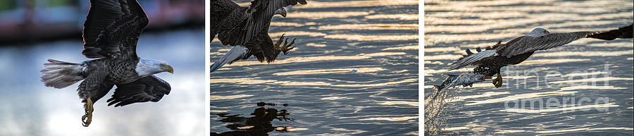 Sequence of eagle catching food Photograph by Dan Friend