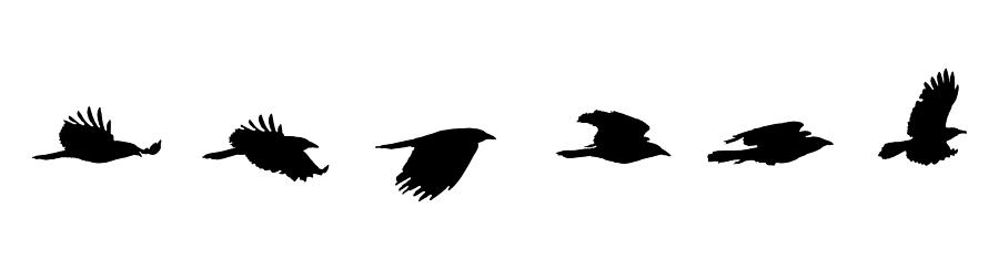 Sequential series vector of crow flying on white background Drawing by GeorgePeters