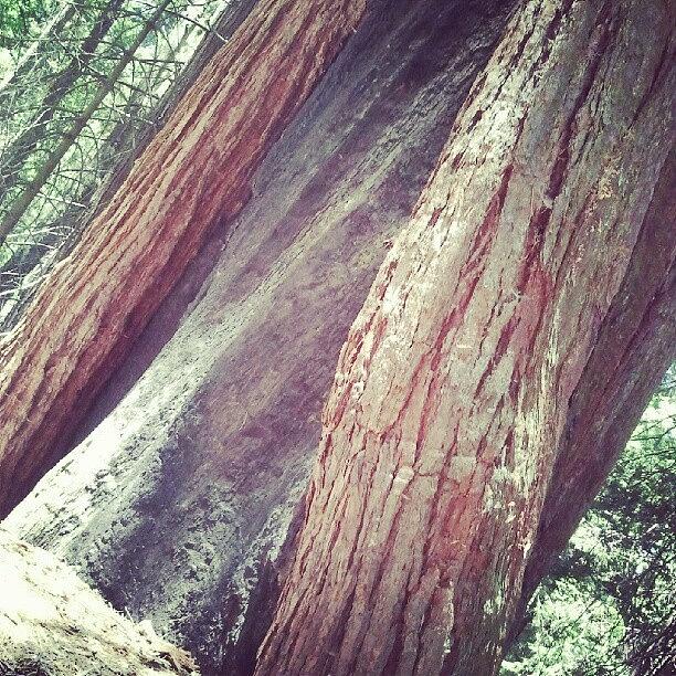 Nature Photograph - Sequoia by Angie Jones
