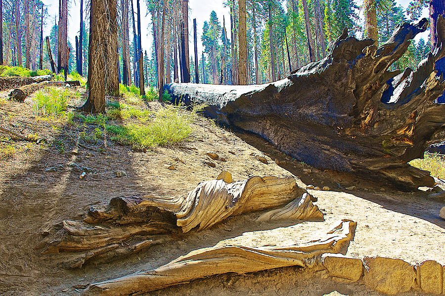 Sequoia at Rest in Mariposa Grove in Yosemite National Park-California Photograph by Ruth Hager