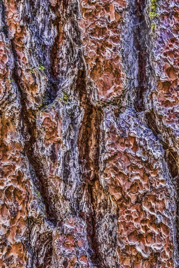 Sequoia Bark Digital Art by Photographic Art by Russel Ray Photos