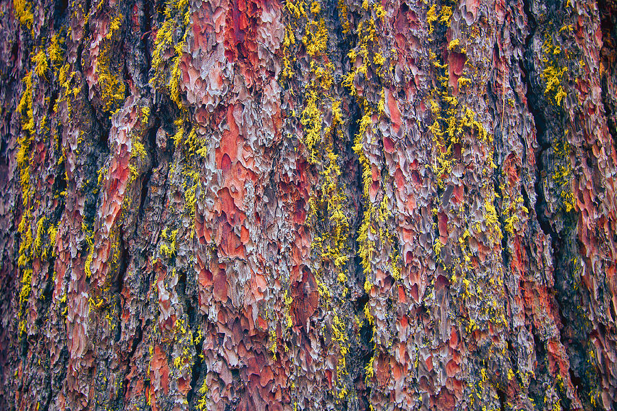 Giant Sequoia Tree Closeup Abstract - Sequoia National Park California Photograph