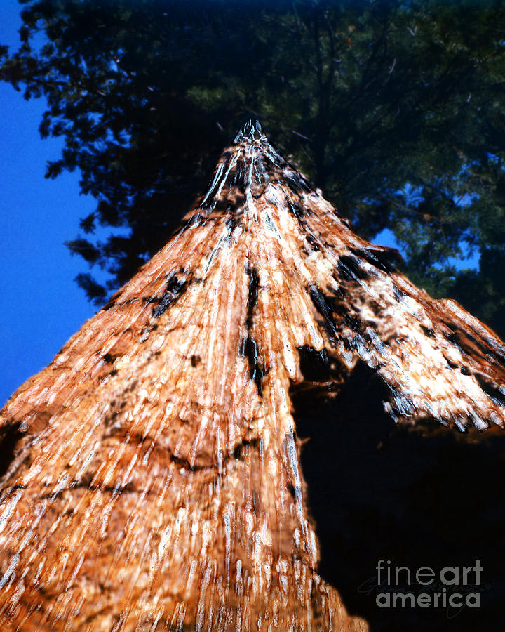 Landscape Mixed Media - Sequoia Giant Yosemite Park by Glenn McNary