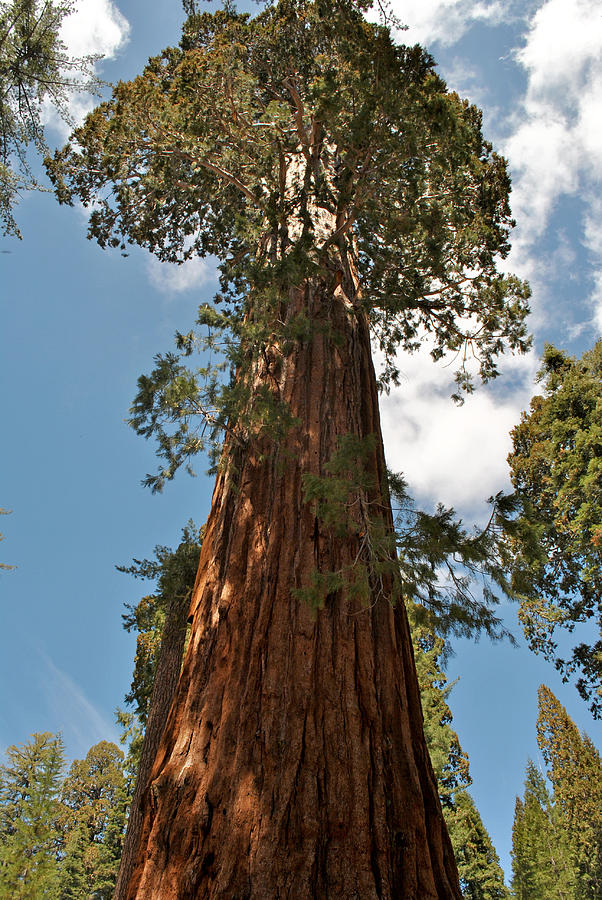 Sequoia-Kings Canyon NP 183 Photograph by JustJeffAz Photography