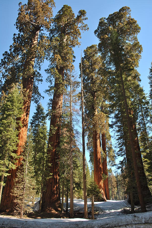 Sequoia-Kings Canyon NP 92 Photograph by JustJeffAz Photography