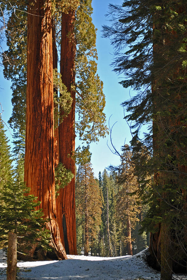 Sequoia-Kings Canyon NP 94 Photograph by JustJeffAz Photography