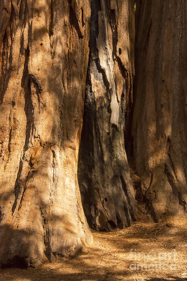 Sequoia Light and Shadow Photograph by Bob Phillips