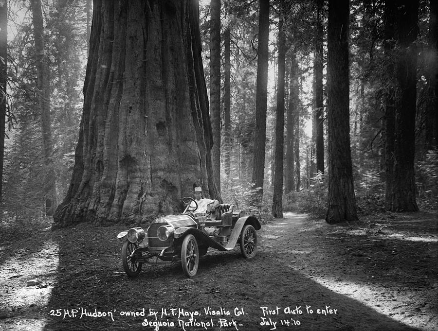 Sequoia National Park, 1910 Photograph by Granger