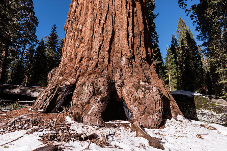 Sequoia National Park  Photograph by Carol M Highsmith