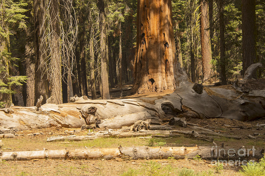 Sequoia National Park Forest Scene Photograph by Bob Phillips
