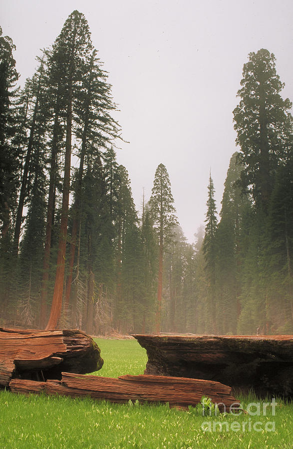 Sequoia National Park Photograph by George Ranalli