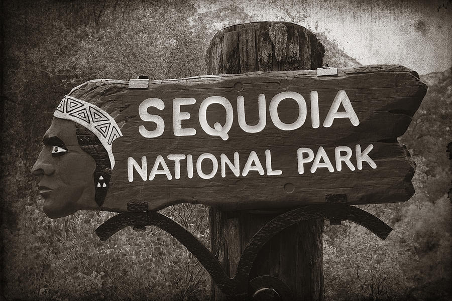 Sequoia National Park Photograph by Songquan Deng