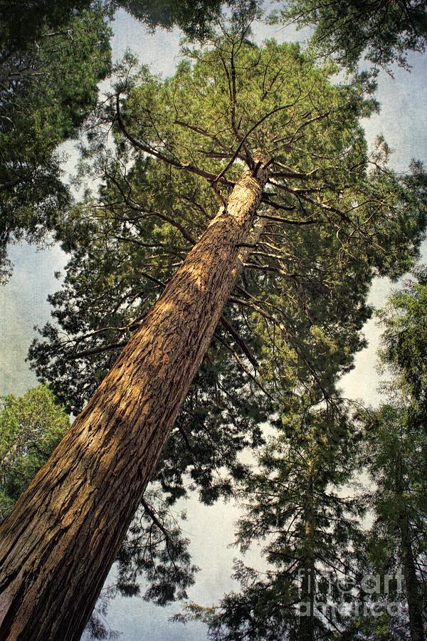 Sequoia Photograph by Peggy Hughes
