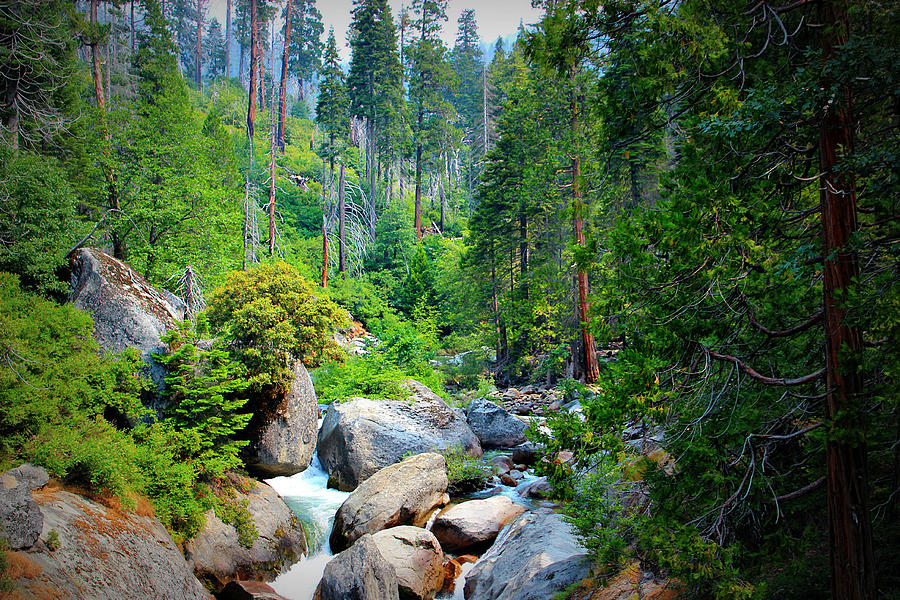 Sequoia Stream Photograph by Heidi Smith