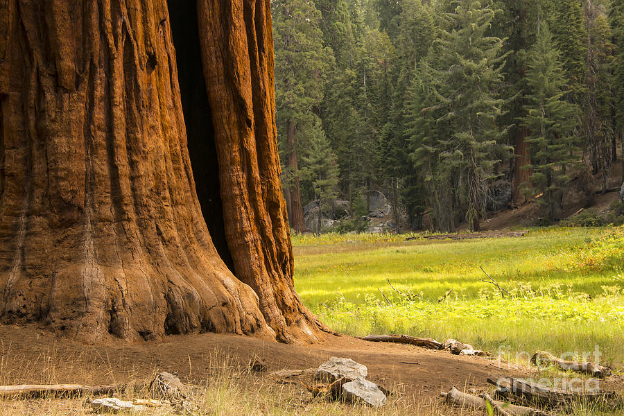Sequoia Tree and Round Meadow Photograph by Bob Phillips