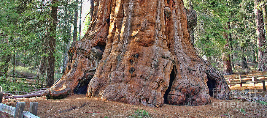 Sequoia Tree Base Photograph by Jack Schultz