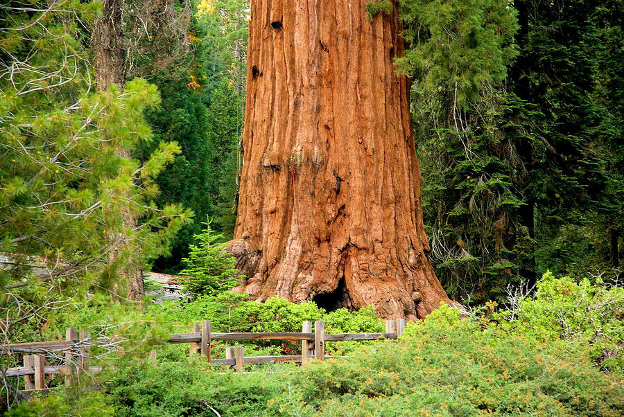 Sequoia Tree Base Photograph by Jane Girardot