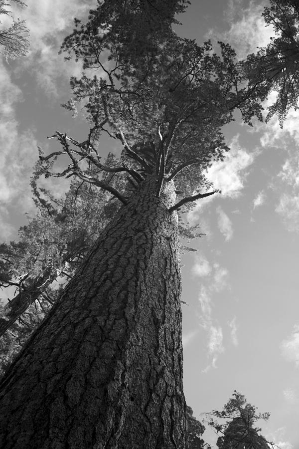 Sequoia Tree Photograph by Ivete Basso Photography