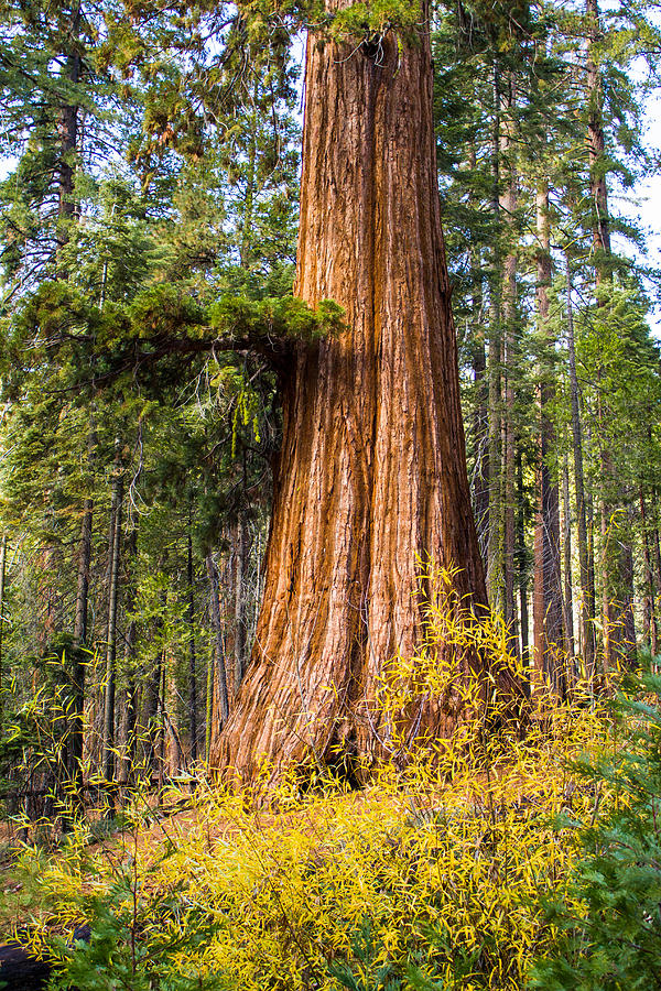 Yosemite National Park Photograph - Sequoia Tree Mariposa Grove Yosemite by Lisza Anne McKee