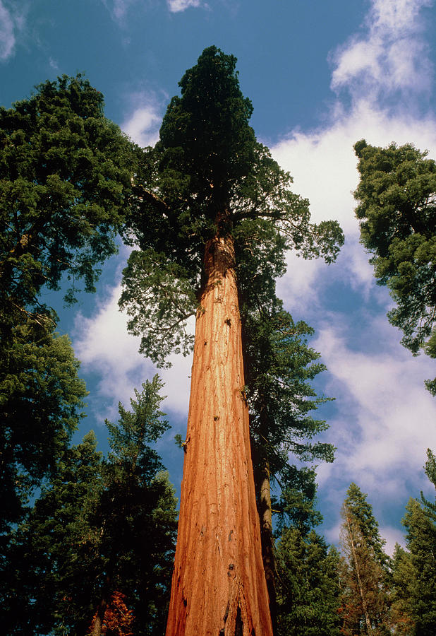 Sequoia Tree Photograph by Tony Craddock/science Photo Library