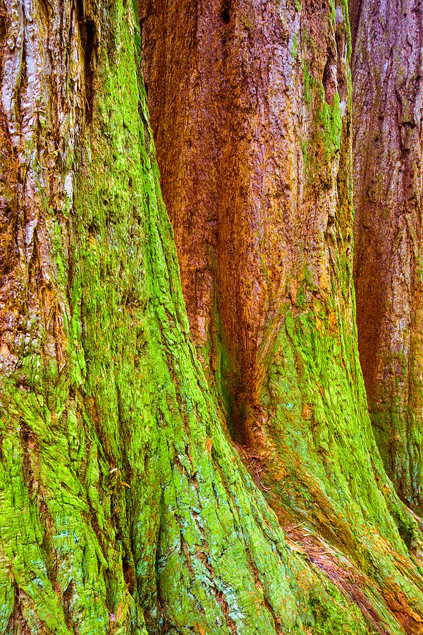 Sequoia Tree Trunks Covered With Moss Photograph
