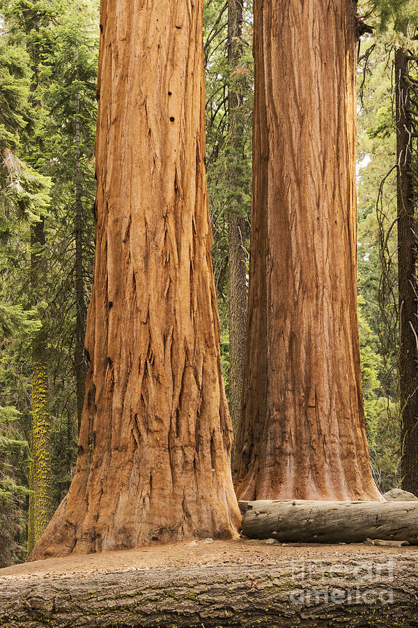 Sequoia Twins Photograph by Bob Phillips