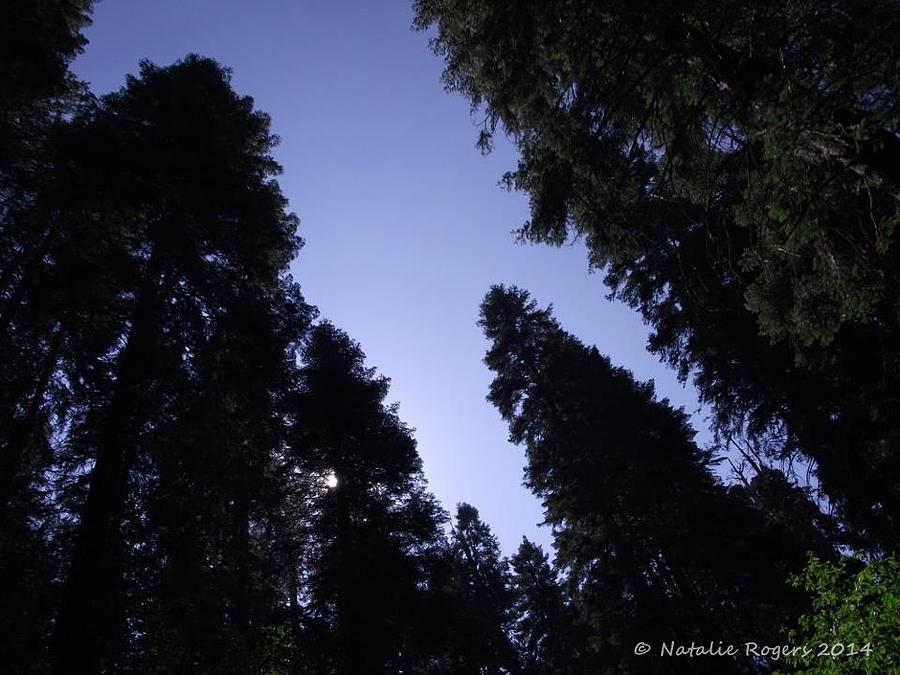 Tree Photograph - Sequoia Woods by Natalie Rogers