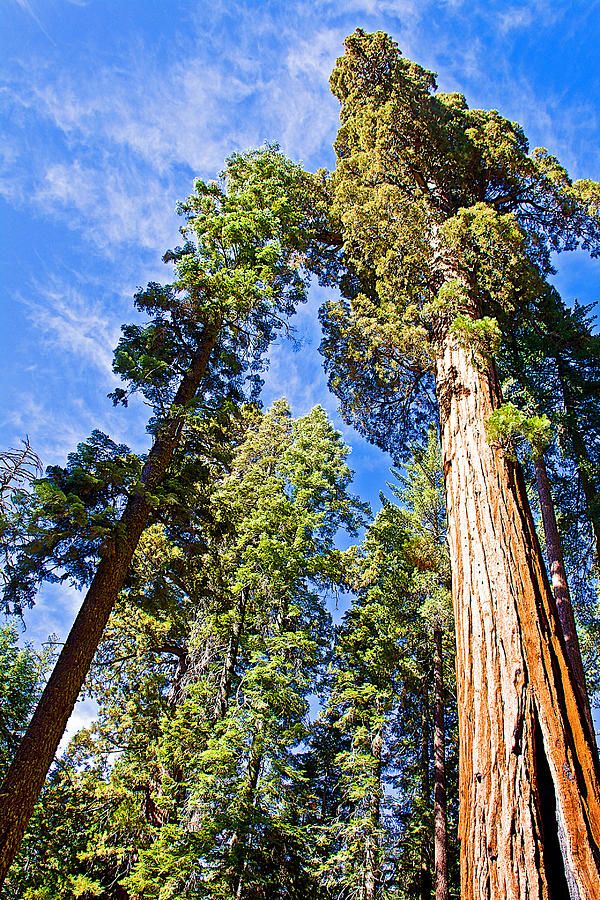 Sequoias Reaching to the Clouds in Mariposa Grove in Yosemite National Park, California Photograph by Ruth Hager
