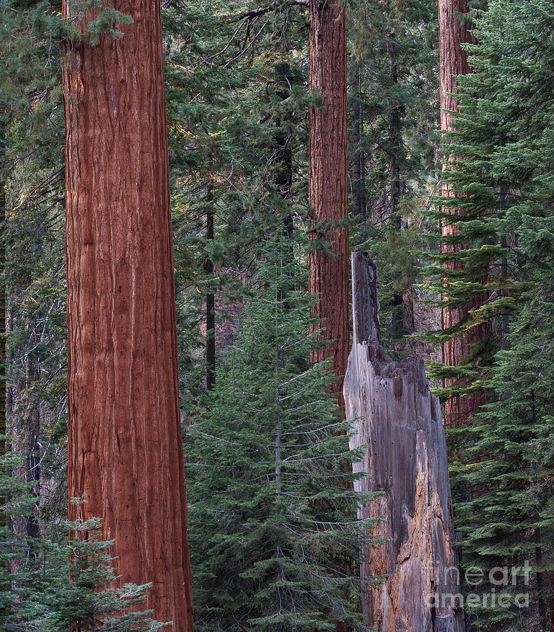 Sequoia National Park Photograph - Sequoias Young to Old 2-8039 by Stephen Parker