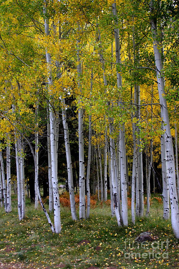 Serendipitous Aspen trees Photograph by Ruth Jolly