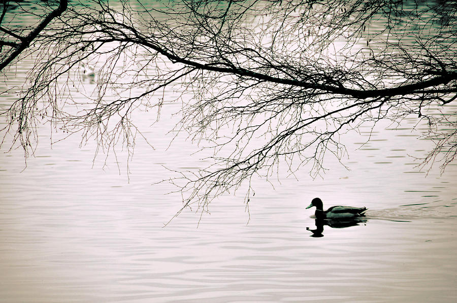 Swan Photograph - Serene by Anusha Hewage