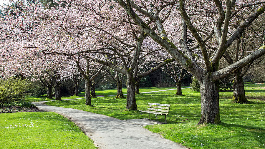 Serene Bench In Cherry Blossoms Photograph by Pierre Leclerc Photography