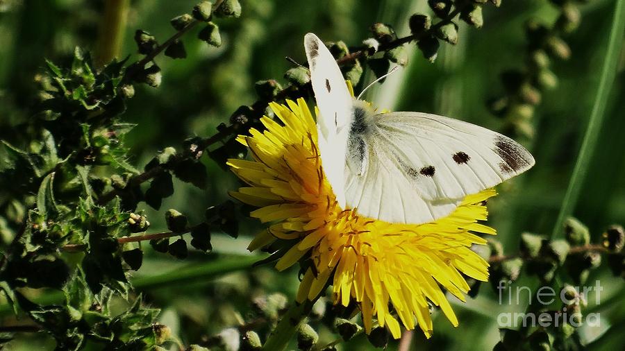 Serene Cabbage White Butterfly Photograph by J L Zarek