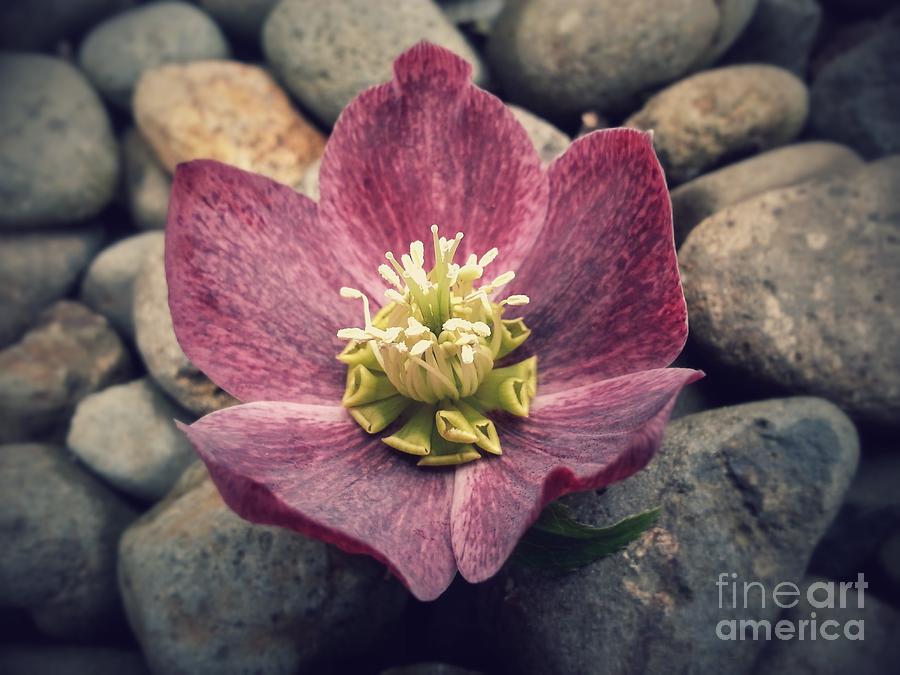 Serene Hellebores Photograph by Heather L Wright
