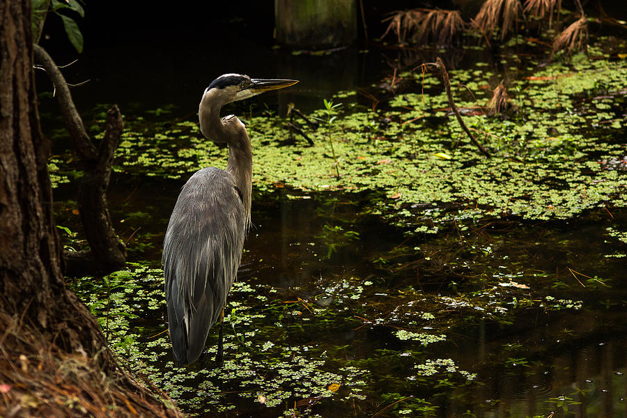 Serene Hunter Photograph by Larry Wilkerson - Fine Art America