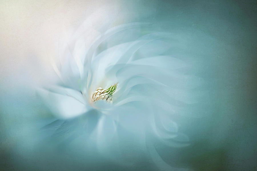 Macro Photograph - Serene by Jacky Parker Macro Photograph - Serene by Jacky Parker