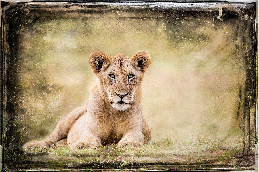 Serene Lioness Photograph by Mike Gaudaur