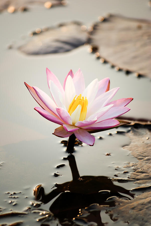 Nature Photograph - Serene Lotus flower by Helix Games Photography