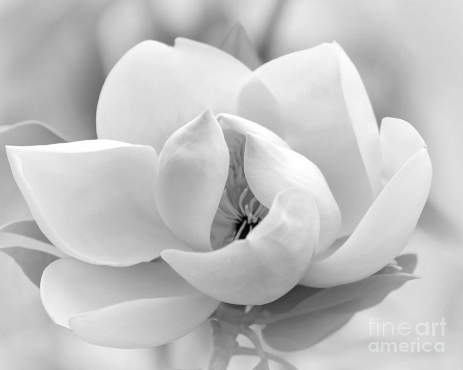 Serene Magnolia Photograph by Sabrina L Ryan