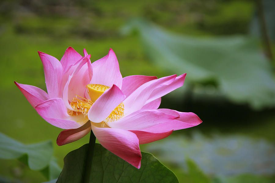 Serene Photograph by Shirley Seah - Fine Art America