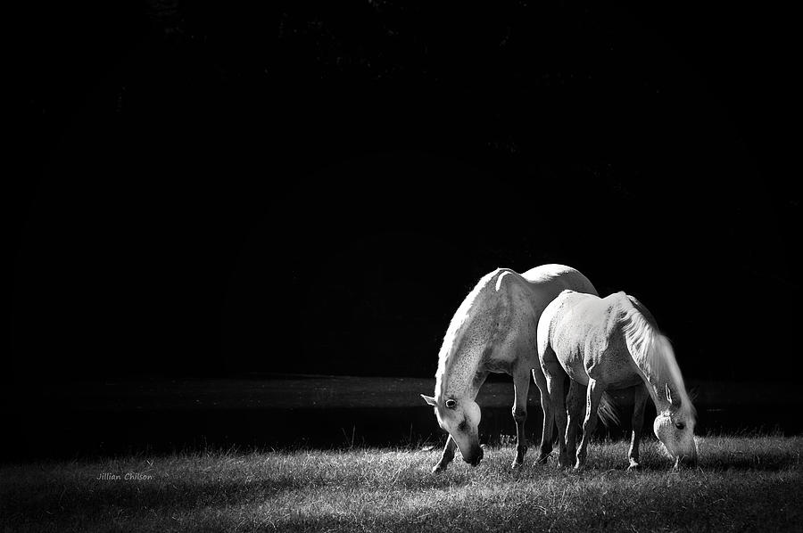 Horse Photograph - Serene Snack by Jillian  Chilson
