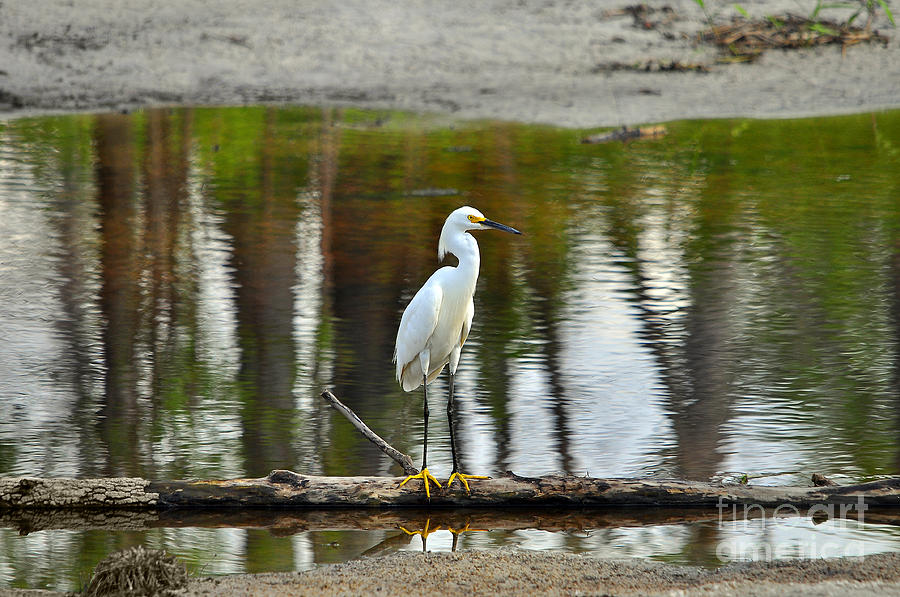 Egret Photograph - Serene Snowy by Al Powell Photography USA