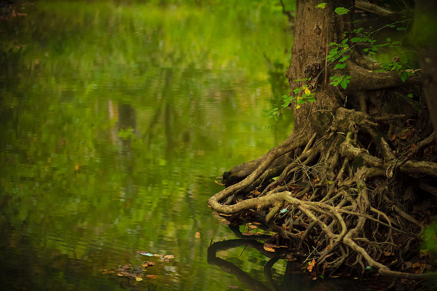 Tree Photograph - Serene Stream by Shane Holsclaw