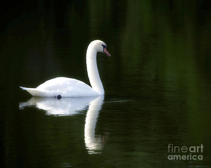 Serene Swan Photograph by Sabrina L Ryan