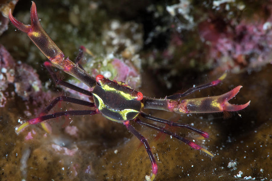 Serenes Black Coral Crab In North Photograph by Brandi Mueller