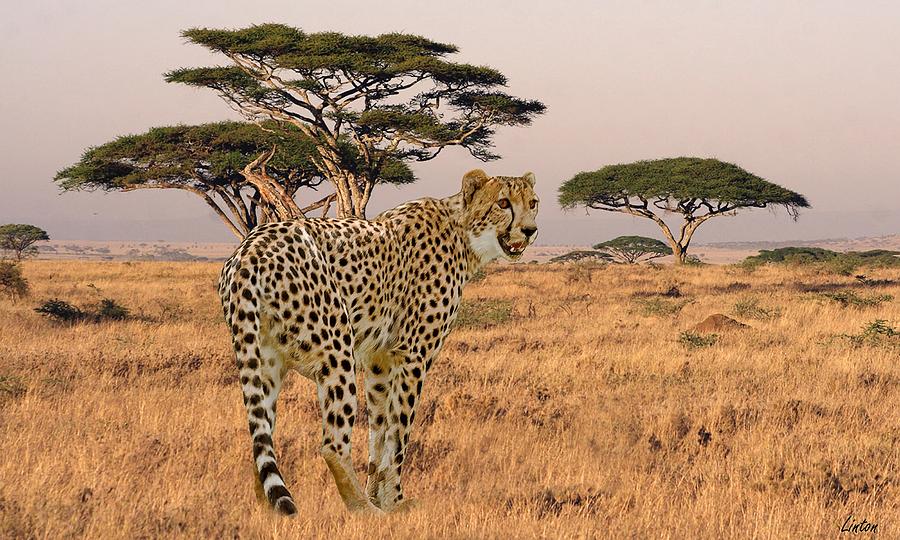 Serengeti Cat Photograph by Larry Linton
