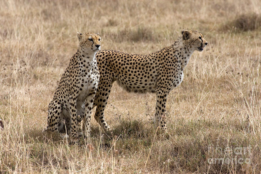 Serengeti Cheetahs Photograph by Chris Scroggins